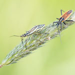 Leptopterna dolobrata (Graswanze)