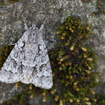 Acronicta aceris (Ahorn-Rindeneule)