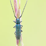 Langhaariger Scheckhornbock (Agapanthia intermedia)