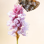 Südwestlicher Wachtelweizen-Scheckenfalter (Melitaea celadussa)