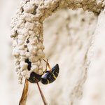 Odynerus spinipes (Gemeine Schornsteinwespe)