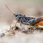 Rotleibiger Grashüpfer (Omocestus haemorrhoidalis)