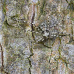 Philodromus poecilus (Heimlicher Flachstrecker)
