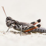 Kiesbankgrashüpfer (Chorthippus pullus)