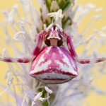 Thomisius onustus (Gehöckerte Krabbenspinne)