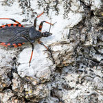 Rhynocoris annulatus (Geringelte Mordwanze)