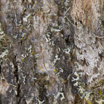 Scoparia sp.
