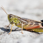 Kleine Höckerschrecke (Arcyptera microptera)