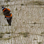 Admiral (Vanessa atalanta)