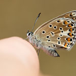 Escher-Bläuling (Polyommatus escheri)