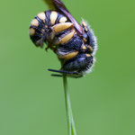 Anthidium strigatum (Kleine Harzbiene)