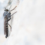 Neomochtherus alpinus