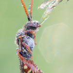 Wespenbiene (Nomada sp.)