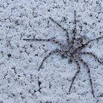 Philodromus margaritatus (Großer Rindenflachstrecker)