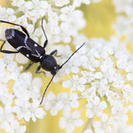 Weißbindiger Widderbock (Chlorophorus sartor)