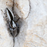 Pseudicius sp.