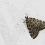 Aglossa pinguinalis (Fettzünsler)