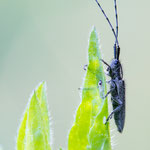 Weißstreifiger Distelbock (Agapanthia cardui)