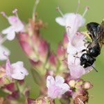 Schwarzglänzende Keulhornbiene (Ceratina cucurbitina)