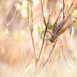 Südlicher Warzenbeißer (Decticus albifrons)