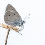 Rotklee-Bläuling (Cyaniris semiargus)