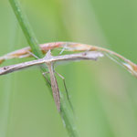Stenoptilia sp.