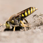 Bembix rostrata (Kreiselwespe)