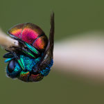 Chrysididae sp. (Goldwespe)