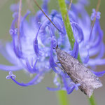 Pyla sp.