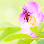 Lepturalia nigripes