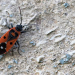 Melanocoryphus albomaculatus (Weißpunkt-Bodenwanze)