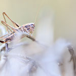 Braunfleckige Beißschrecke (Tessellana tessellata)