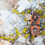 Spilostethus pandurus (Pandur)