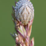 Eurygaster maura (Gemeine Getreidewanze)