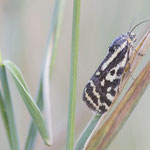 Acontia trabealis (Ackerwinden-Bunteulchen)