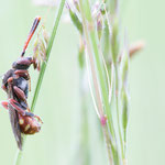 Wespenbiene (Nomada sp.)