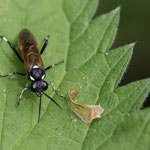 Macrophya duodecimpunctata