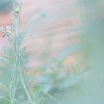 Schwalbenschwanz (Papilio machaon)