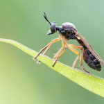 Dioctria humeralis (Matte Habichtsfliege)