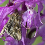 Actinotia radiosa (Trockenrasen-Johanniskrauteule)