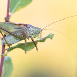Zwitscherschrecke (Tettigonia cantans)