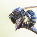 Nomiapis diversipes (Schmallappige Schienenbiene)