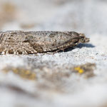 Rhopobota stagnana