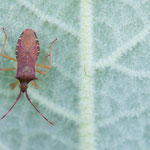 Gonocerus acuteangulatus (Braune Randwanze)