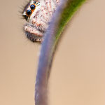 Philaeus chrysops (Goldaugenspringspinne)