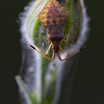 Syromastus rhombeus (Rhombenwanze)