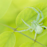 Heriaeus hirtus (Krabbenspinne)