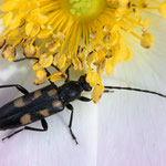 Sechstropfiger Halsbock (Anoplodera sexguttata)