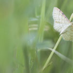 Idaea humiliata (Braunrandiger Zwergspanner)