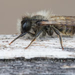 Mauerbiene (Osmia sp.)